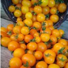 Gold Pearl Micro Dwarf Sweet Cherry Tomato Vegetable 12 Seeds Fresh Garden Gold Pearl Micro Dwarf Sweet Cherry Tomato Vegetable 12 Seeds Fresh Garden
