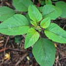 Golden Green Amaranth Chinese Spinach 1000 Seeds Organic Grown Fresh Garden