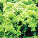 Green Ice Leaf Lettuce Garden 100 Seeds Fresh Garden Green Ice Leaf Lettuce Garden 100 Seeds Fresh Garden