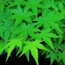 Green Japanese Maple Tree Ornamental Acer Palmatum Yellow Fall 25 Seeds Fresh Garden Green Japanese Maple Tree Ornamental Acer Palmatum Yellow Fall 25 Seeds Fresh Garden