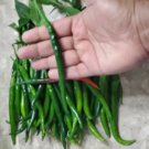 Guntur Sannam Hot Chilli Pepper 75 Seeds Organic Fresh Garden Guntur Sannam Hot Chilli Pepper 75 Seeds Organic Fresh Garden