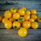 Hahms Gelbe Micro Dwarf Tomato 12 Seeds Free Ship Fresh Garden