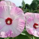 Hibiscus Moscheutos Luna Pink Swirl 20 Seeds Fresh Garden