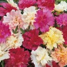 Hollyhock Dwarf Queeny Mix Compact Red Pink White 20 Tall 100 Seeds Fresh Garden Hollyhock Dwarf Queeny Mix Compact Red Pink White 20 Tall 100 Seeds Fresh Garden