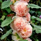 Hollyhock Seeds Chaters Double Salmon Hollyhock Flower 25 Seeds Fresh Garden Hollyhock Seeds Chaters Double Salmon Hollyhock Flower 25 Seeds Fresh Garden