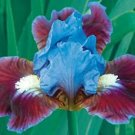 Iris Flower Blue Red Garden Plants 25 Seed Fresh Garden Iris Flower Blue Red Garden Plants 25 Seed Fresh Garden