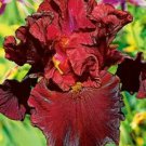 Iris Flower Dark Red Maroon Garden Plants 25 Seeds Fresh Garden Iris Flower Dark Red Maroon Garden Plants 25 Seeds Fresh Garden