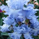 Iris Flower Light Baby Blue Garden 25 Seeds Fresh Garden