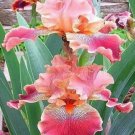 Iris Flower Pink Garden Plants 25 Seeds Fresh Garden Iris Flower Pink Garden Plants 25 Seeds Fresh Garden