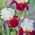 Iris Flower Red White Garden Plants 25 Seeds Fresh Garden Iris Flower Red White Garden Plants 25 Seeds Fresh Garden
