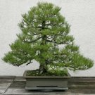 Japanese Black Pine Tree Seeds Pinus Thunbergii 15 Seeds Fresh Garden Japanese Black Pine Tree Seeds Pinus Thunbergii 15 Seeds Fresh Garden
