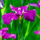 Japanese Iris Flower 10 Authentic Seeds Purple Fresh Garden Japanese Iris Flower 10 Authentic Seeds Purple Fresh Garden