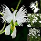 Japanese Radiata White Egret Orchid Flower 50 Seeds Fresh Garden Japanese Radiata White Egret Orchid Flower 50 Seeds Fresh Garden