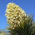 Joshua Tree Palm Yucca Brevifolia White Flowers Cactus Succulent 6 Seeds Fresh Garden Joshua Tree Palm Yucca Brevifolia White Flowers Cactus Succulent 6 Seeds Fresh Garden