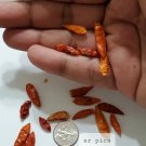 Kanthari Birdseye Chilli Pepper 50 Seeds Organic Fresh Garden Kanthari Birdseye Chilli Pepper 50 Seeds Organic Fresh Garden