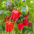 Keystone Giant Red Bell Pepper Extra Large Size 30 Seeds Organic Fresh Garden