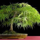 Lace Leaf Japanese Maple Acer Palmatum Dissectum Tree 20 Seeds Fresh Garden Lace Leaf Japanese Maple Acer Palmatum Dissectum Tree 20 Seeds Fresh Garden