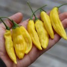 Lemon Drop Pepper 12 Seeds Fresh Garden Lemon Drop Pepper 12 Seeds Fresh Garden