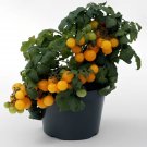 Lemon Sherbet Micro Dwarf Tomato Seeds Fresh Garden Lemon Sherbet Micro Dwarf Tomato Seeds Fresh Garden