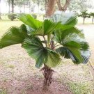 Licuala Grandis Palas Ruffled Vanuatu Fan Palm 5 Authentic Seeds Fresh Garden
