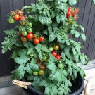 Lille Lise Micro Dwarf Tomato Seeds Fresh Garden Lille Lise Micro Dwarf Tomato Seeds Fresh Garden