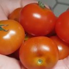 Little Red Riding Hood Micro Dwarf Sweet Cherry Tomato Vegetable 12 Seeds Fresh Garden Little Red Riding Hood Micro Dwarf Sweet Cherry Tomato Vegetable 12 Seeds Fresh Garden