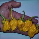 Lucifers Lemons Bbg Pepper 12 Seeds Fresh Garden Lucifers Lemons Bbg Pepper 12 Seeds Fresh Garden