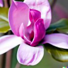 Magnolia Lily 10 Seeds Magnolia Liliflora Pink Flowering Tree Fresh Garden