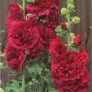 Maroon Double Hollyhock Flower Garden Dark Red 25 Seeds Fresh Garden Maroon Double Hollyhock Flower Garden Dark Red 25 Seeds Fresh Garden