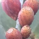 Maroon Red Prickly Pear Cactus Opuntia Ficus Nopal Indian Fig Chapeada 10 Seeds Fresh Garden Maroon Red Prickly Pear Cactus Opuntia Ficus Nopal Indian Fig Chapeada 10 Seeds Fresh Garden