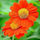 Mexican Sunflower 25 Seeds Fresh Garden Mexican Sunflower 25 Seeds Fresh Garden