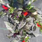 Midnight Mass Pepper 12 Seeds Fresh Garden Midnight Mass Pepper 12 Seeds Fresh Garden