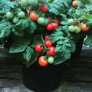 Mini Bel Micro Dwarf Tomato 12 Seeds Free Ship Fresh Garden