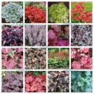 Mixed Colors Coral Bells Heuchera Shade Flower 500 Seeds Fresh Garden Mixed Colors Coral Bells Heuchera Shade Flower 500 Seeds Fresh Garden
