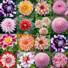 Mixed Colors Dahlia Pink Red Purple Rare Flower Plant 20 Seeds Fresh Garden Mixed Colors Dahlia Pink Red Purple Rare Flower Plant 20 Seeds Fresh Garden
