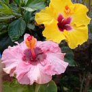 Mixed Lot Giant Hibiscus Flower 25 Seeds Hardy Mix Color Fresh Garden