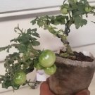 Mohamed Micro Dwarf Tomato 12 Seeds Fresh Garden