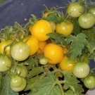 Monet Micro Dwarf Sweet Cherry Tomato Vegetable 12 Seeds Fresh Garden Monet Micro Dwarf Sweet Cherry Tomato Vegetable 12 Seeds Fresh Garden