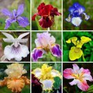 Multi Varieties Iris 50 Seeds Iris Fresh Garden Multi Varieties Iris 50 Seeds Iris Fresh Garden