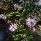 Native Wildflower Climbing Aster S Carolinianum 25 Seeds Fresh Garden Native Wildflower Climbing Aster S Carolinianum 25 Seeds Fresh Garden