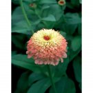 New 25 Zinderella Peach Zinnia Seeds Zinnia Elegans Fresh Garden New 25 Zinderella Peach Zinnia Seeds Zinnia Elegans Fresh Garden