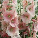 New Color Hollyhock Cottage Apricot Alcea Rosea 40 Seeds Fresh Garden New Color Hollyhock Cottage Apricot Alcea Rosea 40 Seeds Fresh Garden