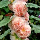 New For Fall Chaters Double Salmon Hollyhock Flower 25 Seeds Fresh Garden New For Fall Chaters Double Salmon Hollyhock Flower 25 Seeds Fresh Garden