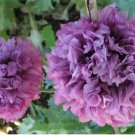 New Lilac Double Peony Poppy Flower 200 Seeds Fresh Garden New Lilac Double Peony Poppy Flower 200 Seeds Fresh Garden