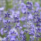 New Munstead Lavender 100 Seeds Great For Baking Fresh Garden New Munstead Lavender 100 Seeds Great For Baking Fresh Garden