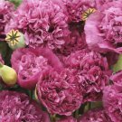 New Violet Blush Double Peony Poppy Flower 50 Seeds Fall Blooms Fresh Garden New Violet Blush Double Peony Poppy Flower 50 Seeds Fall Blooms Fresh Garden