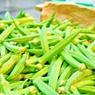 Okra Clemson Garden Vegetable 300 Seeds Fresh Garden Okra Clemson Garden Vegetable 300 Seeds Fresh Garden