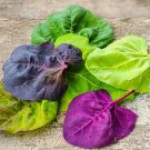 Orach Red Fire 100 Seeds Premium Strain Organic Fresh Garden Orach Red Fire 100 Seeds Premium Strain Organic Fresh Garden