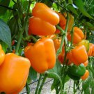 Orange Bell Pepper Xl 30 Seeds Inherited Thru 2 Generations Organic Fresh Garden Orange Bell Pepper Xl 30 Seeds Inherited Thru 2 Generations Organic Fresh Garden