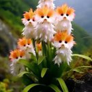 50 Seeds Orange Cat's eye dazzle Fresh Garden 50 Seeds Orange Cat's eye dazzle Fresh Garden